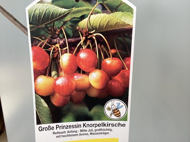 2 kersenstam - afbeelding 1 van  2