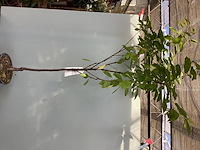 2 kersenstam - afbeelding 2 van  2