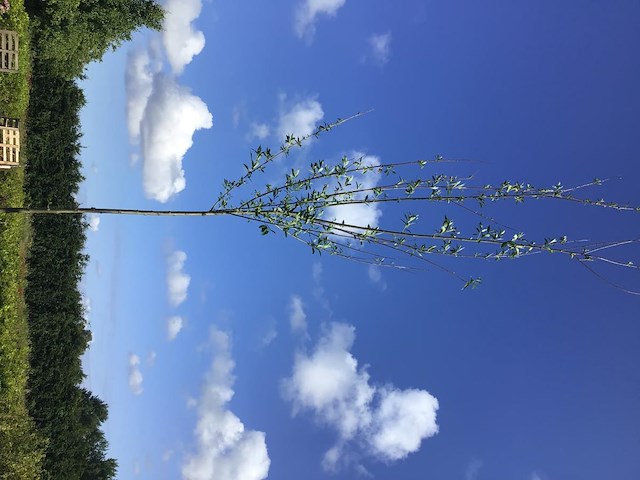 2 knotwilgen - afbeelding 2 van  2