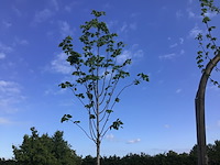 2 linde - afbeelding 1 van  2