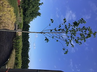 2 linde - afbeelding 2 van  2