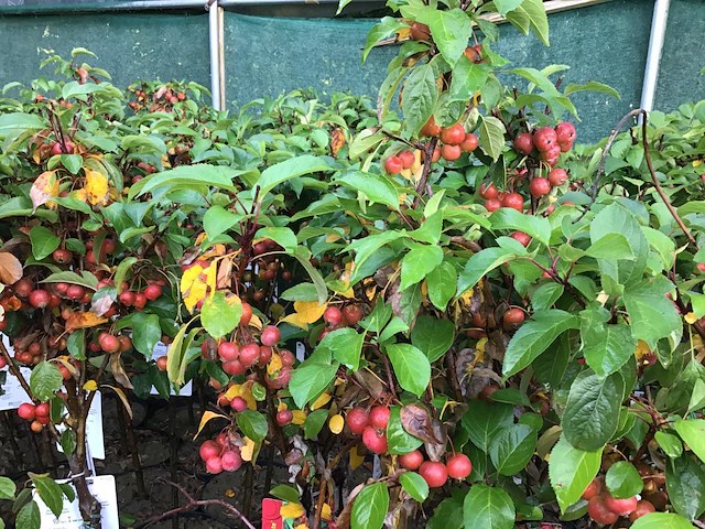 2 malus sierappelstam - afbeelding 1 van  2