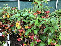 2 malus sierappelstam - afbeelding 1 van  2