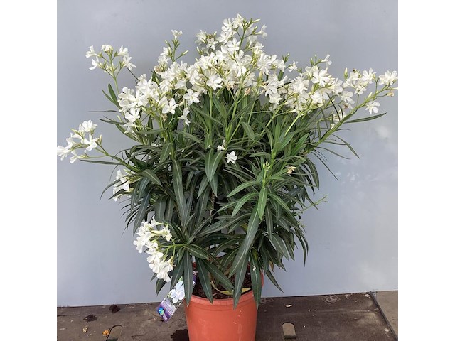 2 oleanders - afbeelding 1 van  2