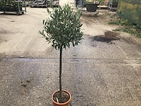 2 olijfbomen - afbeelding 1 van  1