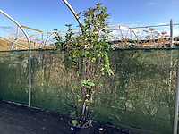 2 photinia - afbeelding 1 van  2