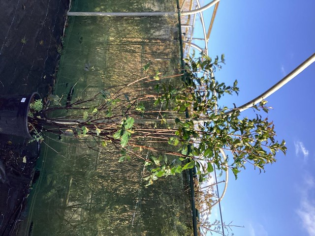 2 photinia - afbeelding 2 van  2
