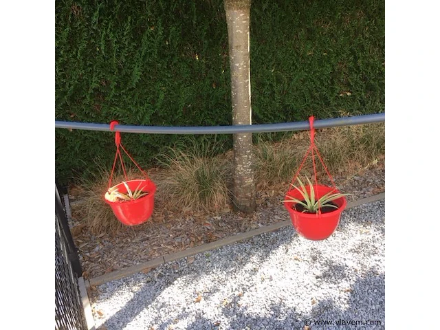2 planten + 2 potten - afbeelding 1 van  1