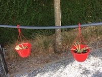 2 planten + 2 potten - afbeelding 1 van  1