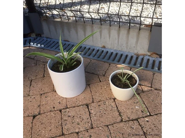 2 planten + 2 potten - afbeelding 1 van  1