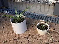 2 planten + 2 potten - afbeelding 1 van  1