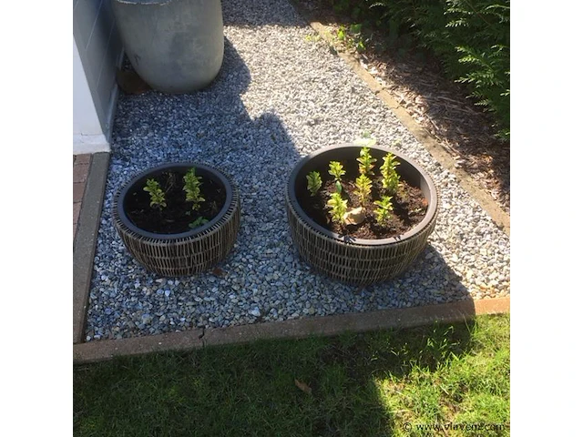 2 planten + 2 potten - afbeelding 1 van  1