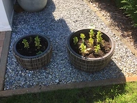 2 planten + 2 potten - afbeelding 1 van  1