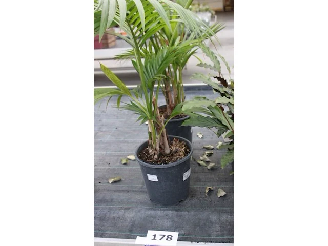 2 planten rowea fosteriana - afbeelding 1 van  2