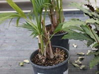 2 planten rowea fosteriana - afbeelding 1 van  2
