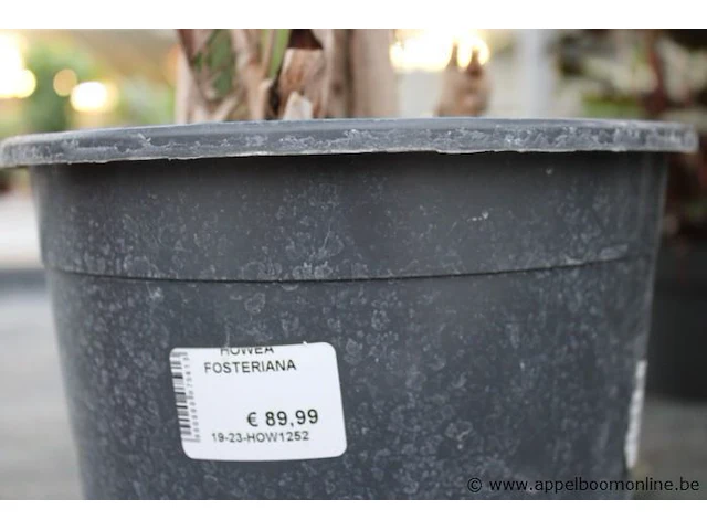 2 planten rowea fosteriana - afbeelding 2 van  2