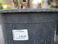 2 planten rowea fosteriana - afbeelding 2 van  2
