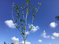 2 platanus hispanica - afbeelding 1 van  2