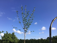 2 prunus kanzan - afbeelding 1 van  2