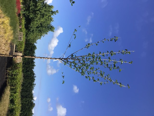 2 prunus kanzan - afbeelding 2 van  2