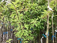 2 prunus padus - afbeelding 3 van  4