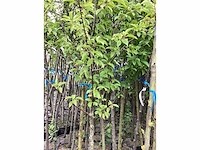 2 prunus padus - afbeelding 4 van  4