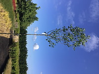 2 pyrus chanticleer - afbeelding 2 van  2