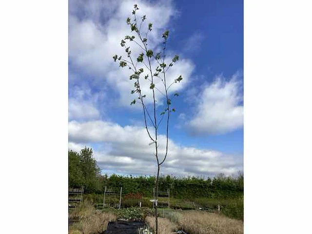 2 sorbus - afbeelding 2 van  2