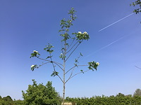 2 sorbus - afbeelding 1 van  2