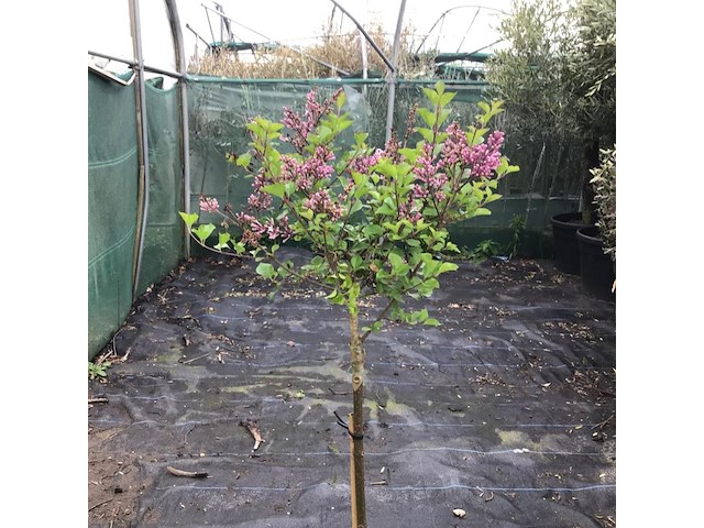 2 syringenstam - afbeelding 3 van  3