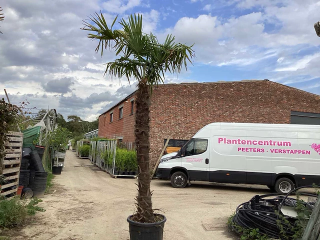 2 trachycarpus 3 m hoog - afbeelding 1 van  2