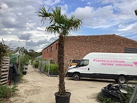 2 trachycarpus 3 m hoog - afbeelding 1 van  2