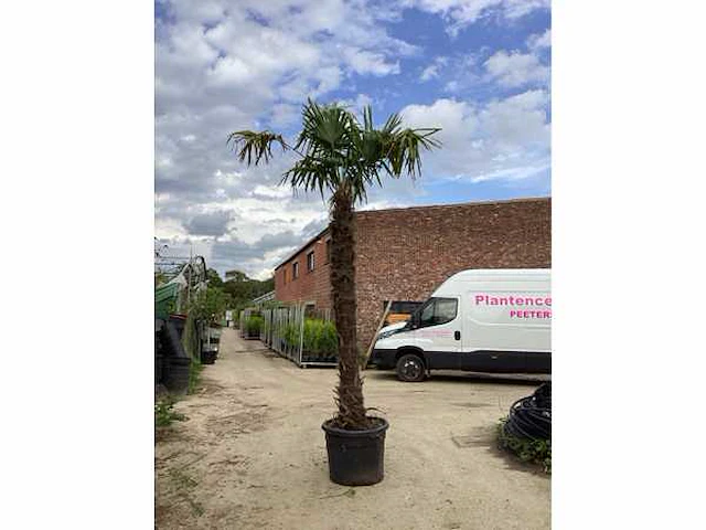 2 trachycarpus 3 m hoog - afbeelding 2 van  2