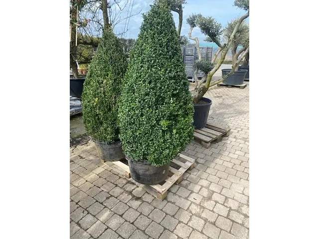 2 x buxus piramide - afbeelding 1 van  1