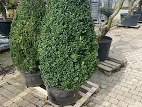 2 x buxus piramide - afbeelding 1 van  1
