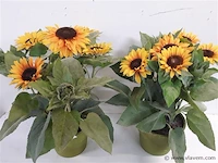 2 x kunstbloem zonnebloemen in pot - afbeelding 2 van  2