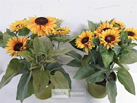 2 x kunstbloem zonnebloemen in pot - afbeelding 3 van  3