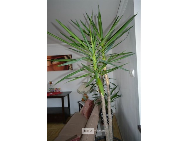 2 yucca kamerplanten - afbeelding 1 van  5