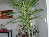 2 yucca kamerplanten - afbeelding 1 van  5