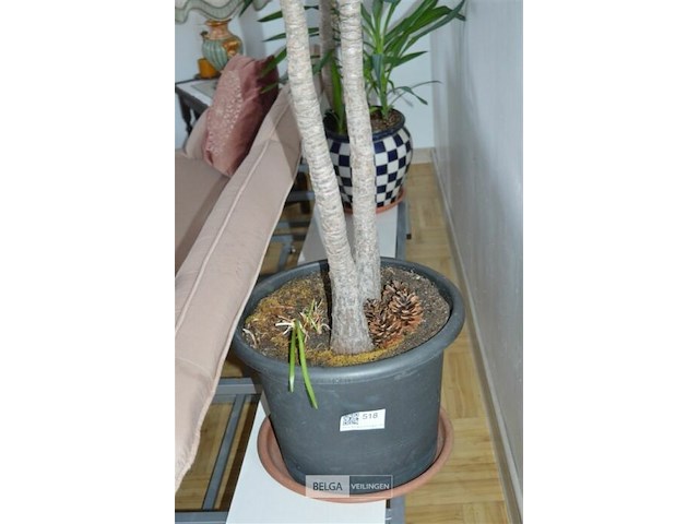 2 yucca kamerplanten - afbeelding 2 van  5