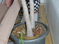 2 yucca kamerplanten - afbeelding 2 van  5