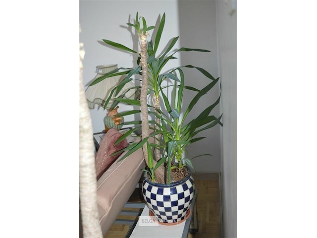 2 yucca kamerplanten - afbeelding 3 van  5