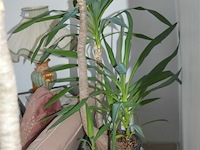 2 yucca kamerplanten - afbeelding 3 van  5