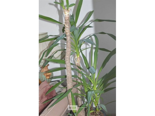 2 yucca kamerplanten - afbeelding 4 van  5