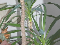 2 yucca kamerplanten - afbeelding 4 van  5