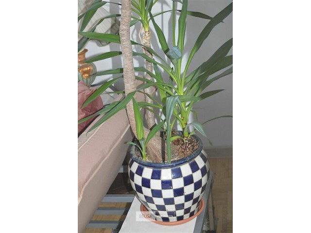 2 yucca kamerplanten - afbeelding 5 van  5