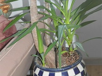 2 yucca kamerplanten - afbeelding 5 van  5