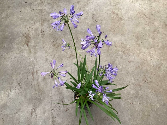 20 agapanthus - afbeelding 1 van  2