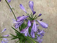 20 agapanthus - afbeelding 2 van  2