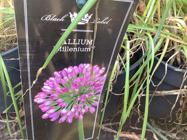 20 allium - afbeelding 1 van  1